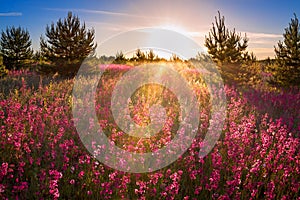 Landscape with the blossoming meadow at sunrise