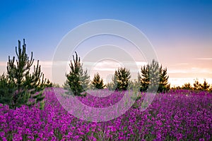 Landscape with the blossoming meadow at sunrise