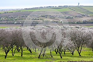 Landscape with blossoming orchard in Spring, Velke Pavlovice, Czech Republic