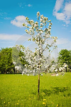 Landscape with blossoming sapling of an Apple tree