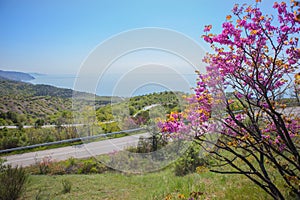 landscape with a blossoming tree, road by the sea