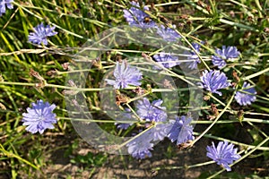 Landscape with blue chicory flowers. Plant with the Latin name Cichorium intybus. Chicory blooms in the summer meadow