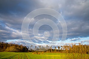 Landscape with blue cloudy sky, cereal field and trees