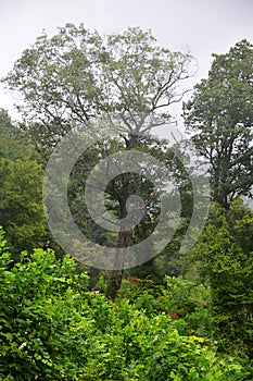 Landscape in the Blue Ridge Mountains, North Carolina