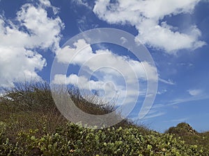 Landscape Blue Sky Cactus Plants Photo