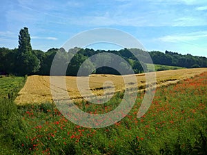 Landscape with blue sky, yellow meadows, green trees and red poppies