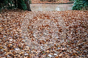 Landscape with blurry water pond in park with conifer trees