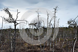 Landscape of bog