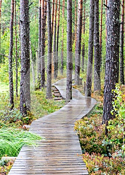 Landscape from the bog, bog after rain, wet wooden footbridges in wet bog, dark storm clouds, traditional bog vegetation, heather