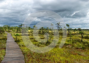 Landscape from the bog, bog after rain, wet wooden footbridges in wet bog, dark storm clouds, traditional bog vegetation, heather