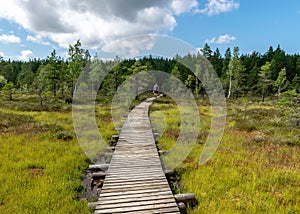 Landscape from the bog, bog after rain, wet wooden footbridges in wet bog, dark storm clouds, traditional bog vegetation, heather