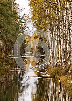 Landscape with a bog ditch, colorful trees on the side of the ditch, tree trunks falling across the water, white birch trunks and