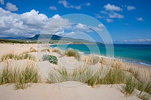 Landscape of Bolonia Beach in Cadiz from a sand dune with plants photo