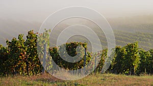 Landscape-Bordeaux vineyard in autumn - Bordeaux Vineyard