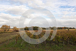 Landscape in Bordeaux in autumn