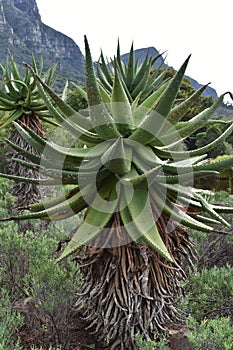 Landscape at the Botanical Garden in Cape Town in South Africa