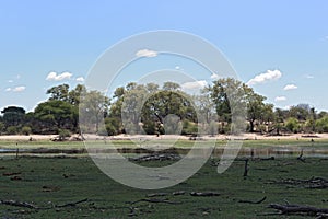 Landscape at Boteti River, Makgadikgadi National Park, Botswana