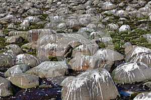 Landscape and boulders on shorewhere birds often rest and defecation