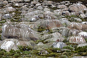 Landscape and boulders on shorewhere birds often rest and defecation