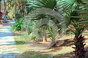 Landscape with Brahea armata tree in the park