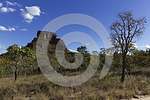 Landscape of the Brazilian cerrado.