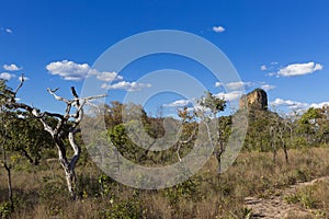 Landscape of the Brazilian cerrado.