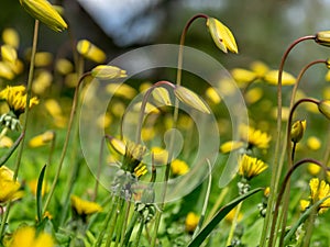 Landscape with bright meadow, wild tulips together with dandelions, dominated by yellow and green