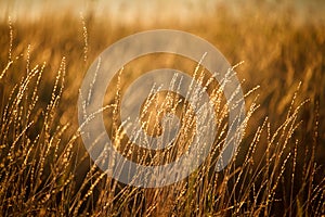 Landscape with a bright orange meadow at sunrise, selective focus