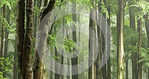 Landscape of broadleaved trees in a forest under the sunlight in the daylight