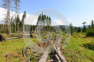 Landscape with broken fir trees by storm near Bilbor.