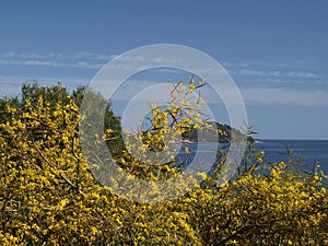 Landscape with broom near Arbatax, Sardinia