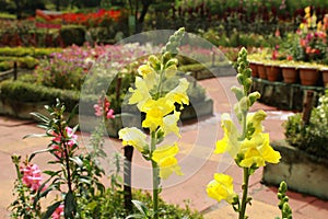 A landscape of the bryant park, kodaikanal.