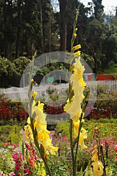 Landscape of the bryant park, kodaikanal.