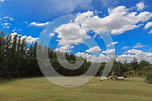 Landscape with bule sky