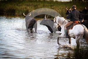 Landscape with bulls and guardians in Camargue photo