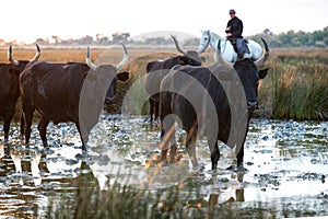 Landscape with bulls and guardians in Camargue photo