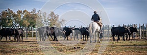 Landscape with bulls and guardians in Camargue photo