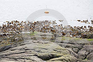 Landscape with buoy and kelp