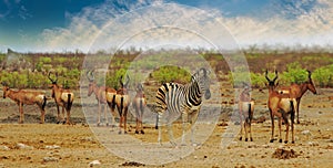 Landscape of Burchell Zebra and Red Hartebeest on the savannah in Etosha