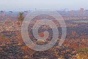 Landscape burned after forest fire in the Ivinhema River Floodplains State Park, Mato Grosso do Sul, Midwest of Brazil photo