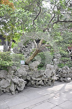 Landscape with Buxus sinica old tree in the famous Yu Garden on downtown of Shanghai