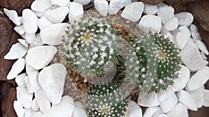 Landscape cactus thorns in terrarium