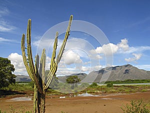 Landscape with cactus in wetlands of Unare Lagoon Ramsar site and estuarine ecosystem in Anzoategui Venezuela
