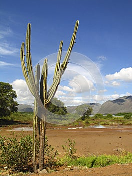 Landscape with cactus in wetlands of Unare Lagoon Ramsar site and estuarine ecosystem in Anzoategui Venezuela