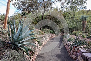 Landscape with cactuses in the desert on a sunny day, Phoenix, Arizona