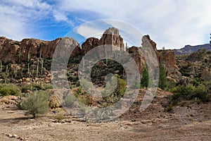 Landscape with cactuses in the desert on a sunny day, Phoenix, Arizona