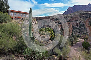 Landscape with cactuses in the desert on a sunny day, Phoenix, Arizona