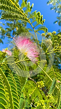 Landscape of Calliandra Flowers