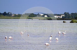 Landscape of the Camargue