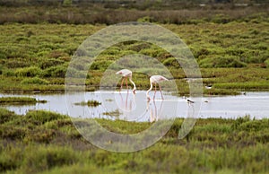 Landscape of the Camargue